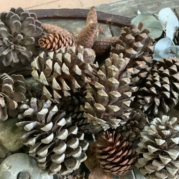 Pinecones From My Farm Organic All Sizes - Picture 5 of 7